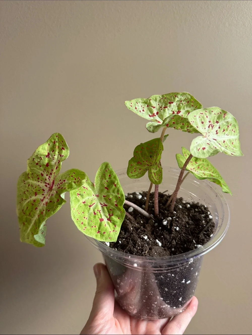 Caladium - Miss Muffet- Rooted